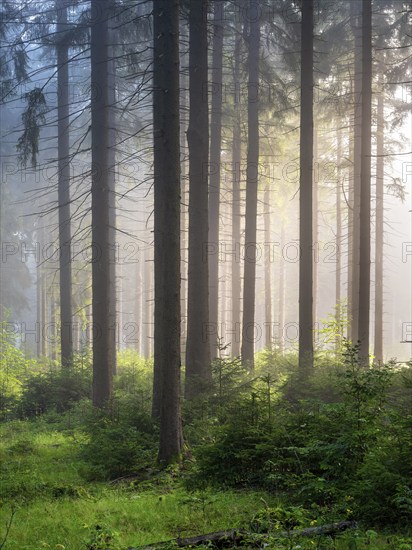 Spruce forest with natural regeneration, sun shining through morning fog, Thuringian Forest, Thuringia, Germany, Europe