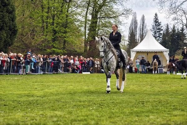 Rider on Andalusian, Pura Raza Española, dressage demonstration, audience, Garden Festival Landpartie 2013 in the spa gardens of Bad Pyrmont, Weserbergland, Germany, Europe