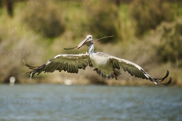 Great white pelican (Pelecanus onocrotalus) starting from the sea, France, Europe