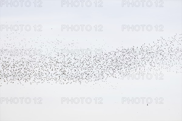 Common (Sturnus vulgaris) starlings fly together, in perfect symbiosis to protect themselves from enemies. Bas-Rhin, Collectivite europeenne d'Alsace, Grand Est, France, Europe