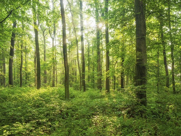 Sun shines through near-natural beech forest with dense undergrowth through natural regeneration, Burgenlandkreis, Saxony-Anhalt, Germany, Europe