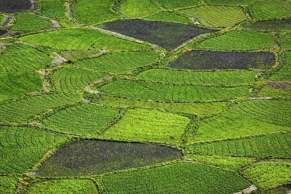 Green fields in Spiti Valley, Himachal Pradesh, India, Asia