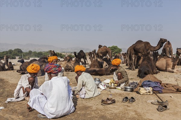 PUSHKAR, INDIA, NOVEMBER 20, 2012: Indian men and camels at Pushkar camel fair (Pushkar Mela), annual five-day camel and livestock fair, one of the world's largest camel fairs and tourist attraction