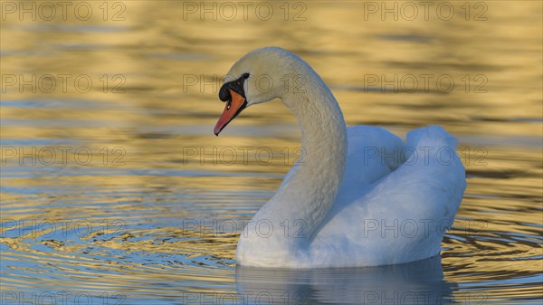 Mute Swan (Cygnus olor), Swan in the golden light, Isar, Munich, Bavaria, Germany, Europe