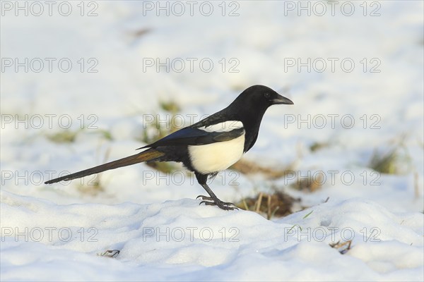 European magpie (Pica pica), Common magpie foraging in a snow-covered meadow in winter, Wildlife, Animals, Birds, Siegerland, North Rhine-Westphalia, Germany, Europe