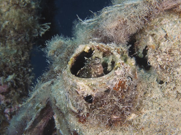 A sabre-toothed blenny (Petroscirtes mitratus) inhabits a plastic canister, marine pollution, dive site House Reef, Mangrove Bay, El Quesir, Red Sea, Egypt, Africa