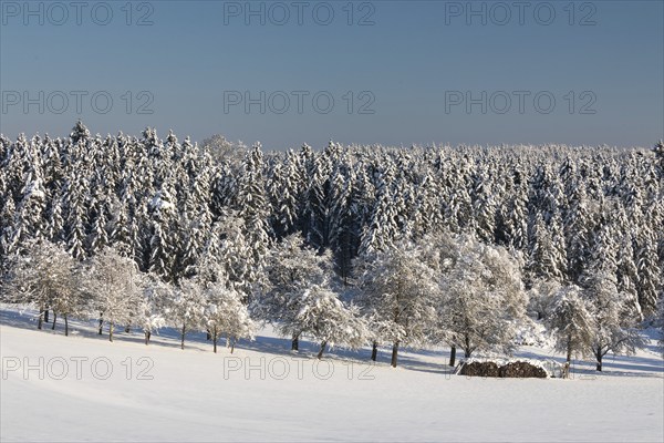 Winter meadow orchard in front of a spruce (Picea) (Pinaceae) forest, spruce, pine, snow, winter, Leibertingen, Upper Danube nature park Park, Baden-Württemberg, Germany, Europe