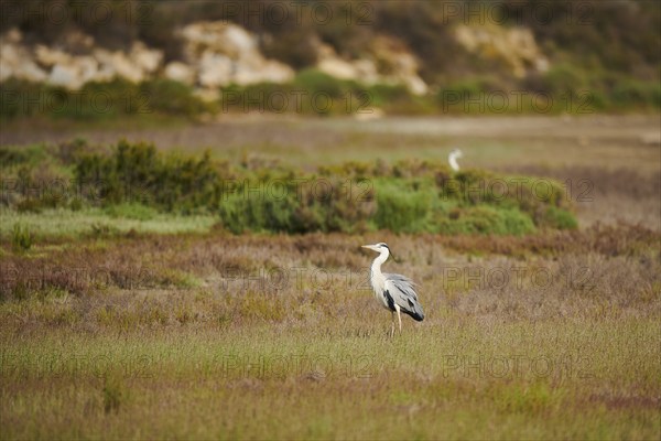 Grey heron (Ardea cinerea) standing on a sandbank, Camargue, France, Europe