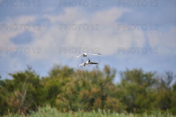 Black-headed gulls (Chroicocephalus ridibundus), arguing while flying, Camargue, France, Europe