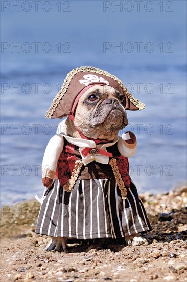 French Bulldog dog dressed up with pirate bride costume with hat, hook arm and dress standing at waterfront