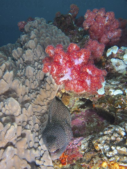 Turkey moray (Gymnothorax meleagris) under soft corals, Sodwana Bay National Park dive site, Maputaland Marine Reserve, KwaZulu Natal, South Africa, Africa