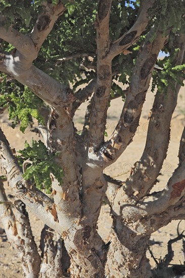 Wadi Dawqah, Incense Tree Cultures, UNESCO World Heritage Site, frankincense (Boswellia Sacra) Carterii, near Salalah, Oman, Asia