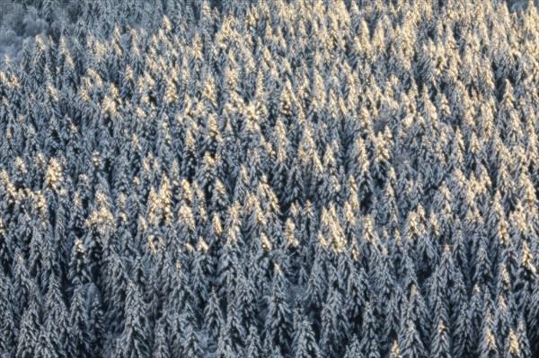 Winter spruce (Picea) (Pinaceae) forest, spruce, pine, snow, winter, Danube valley, Upper Danube nature park Park, Baden-Württemberg, Germany, Europe