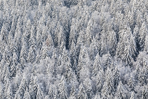 Winter spruce (Picea) (Pinaceae) forest, pine family, snow, winter, dawn, Fridingen, Danube valley, Upper Danube nature park Park, Baden-Württemberg, Germany, Europe