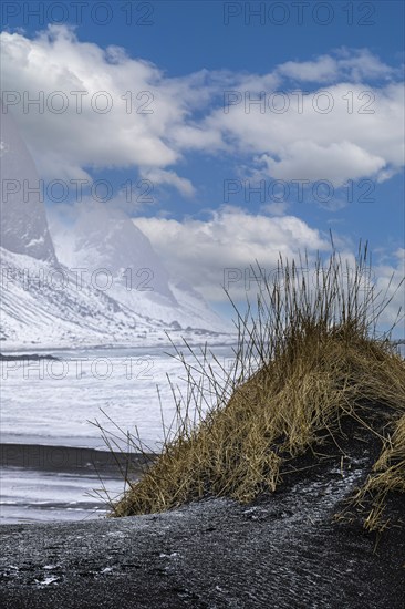 Black sand dune with reed remains, behind it snowy rocky slopes of Vestrahorn, near Höfn, Sudausturland, Iceland, Europe