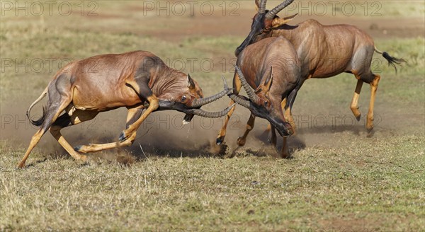 Battle of three Topi lei antelope bulls, Maasai Mara Game Reserve, Kenya, Africa