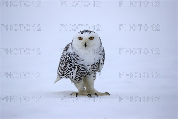 Snowy owl (Nyctea scandiaca), snowy owl, adult, alert, in the snow, foraging, in winter, Bohemian Forest, Czech Republic, Europe