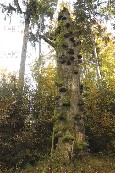 Common beech (Fagus sylvatica) deadwood overgrown with mossy tinder funguses (Fomes fomentarius), Allgäu, Bavaria, Germany, Europe