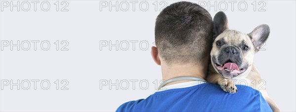 Portrait of a charming French Bulldog sitting in the arms of a doctor. View from the back. Advertising of veterinary clinics.