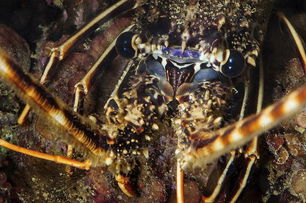 Extreme close-up of head portrait eyes of Common European spiny crayfish (Palinurus elephas), Mediterranean Sea, Elba Island, Tuscany, Italy, Europe