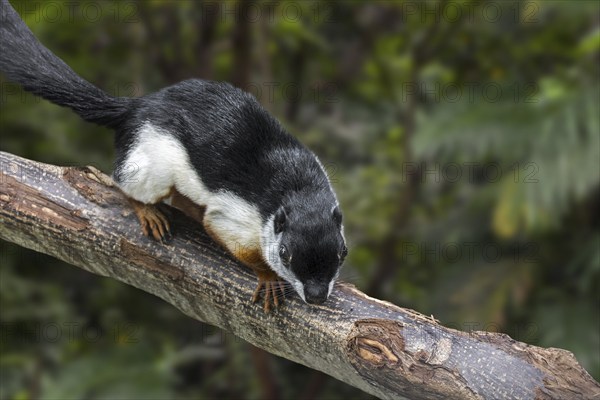 Prevost's squirrel, Asian tri-colored squirrel (Callosciurus prevostii) in tropical rain forest, native to the Thai-Malay Peninsula, Sumatra, Borneo