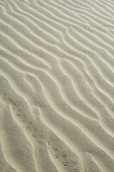 Abstract pattern of sea sand ripples formed by the wind and animal footprints in the dunes