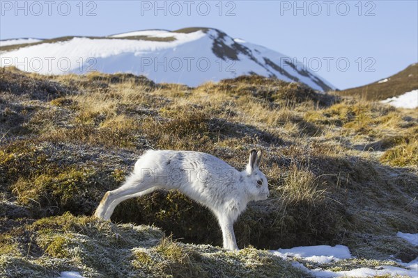 Mountain hare (Lepus timidus), Alpine hare, snow hare in white winter pelage stretching limbs in the Cairngorms National Park, Scotland, UK