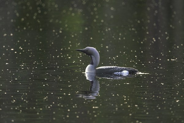 Black-throated loon, Arctic loon, black-throated diver (Gavia arctica) in breeding plumage swimming in lake in spring