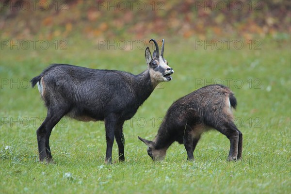 Alpine chamois (Rupicapra rupicapra), female with young, grazing in a meadow in front of autumn-coloured bushes, female warns, Alps in Austria