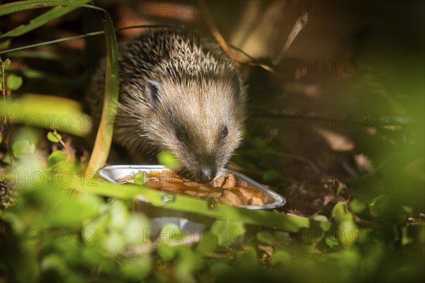 Hedgehog mother with young in the living environment of humans. A near-natural garden is a good habitat for hedgehogs, young hedgehogs can also be fed to give them a better chance of survival for hibernation, Bannewitz, Saxony, Germany, Europe