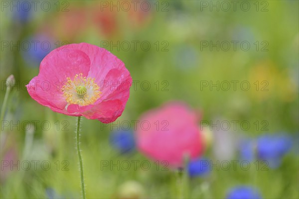 Flowering strip, flowering area with poppy flowers (Papaver rhoeas) and cornflowers (Centaurea cyanus), North Rhine-Westphalia, Germany, Europe