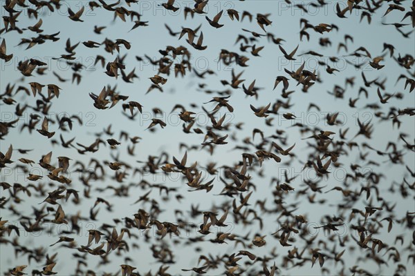 European starling (Sturnus vulgaris) adult birds flying in a large flock, Suffolk, England, United Kingdom, Europe