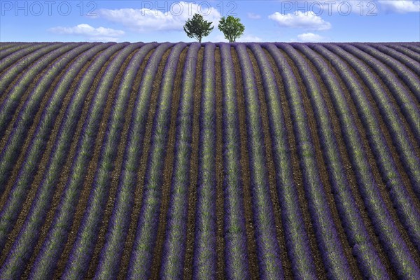 Two trees in an undulating lavender field, flowering true lavender (Lavandula angustifolia), D56, between Valensole and Puimoisson, Plateau de Valensole, Provence, Provence-Alpes-Cote d Azur, South of France, France, Europe