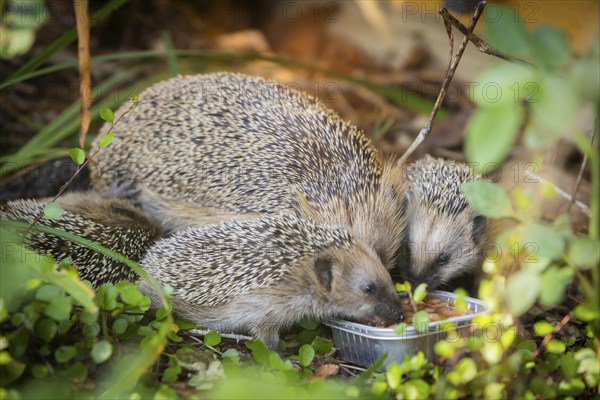 Hedgehog mother with young in the living environment of humans. A near-natural garden is a good habitat for hedgehogs, young hedgehogs can also be fed to give them a better chance of survival for hibernation, Bannewitz, Saxony, Germany, Europe