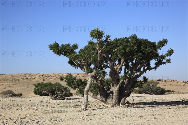 Wadi Dawqah, Incense Tree Cultures, UNESCO World Heritage Site, frankincense (Boswellia Sacra) Carterii, near Salalah, Oman, Asia