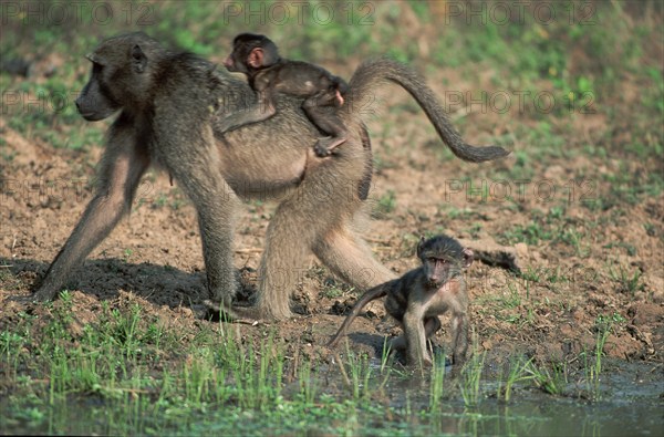 Chacma baboon (Papio ursinus), female with young, Kwazulu Natal South Africa, page