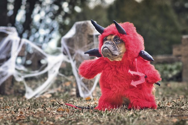 Funny French Bulldog dog wearing red Halloween devil costume with fake arms holding pitchfork, with devil tail, horns and black bat wings standing in front graveyard with tombstone covered in cobwebs