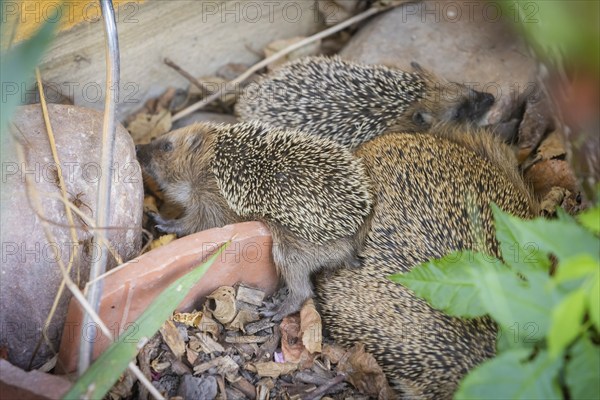 Hedgehog mother with young in the living environment of humans. A near-natural garden is a good habitat for hedgehogs, young hedgehogs can also be fed to give them a better chance of survival for hibernation, Bannewitz, Saxony, Germany, Europe