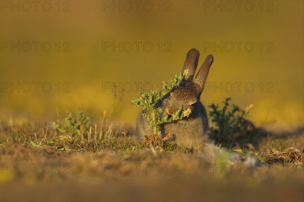 Rabbit (Oryctolagus cuniculus) juvenile baby animal feeding on a thistle plant, Suffolk, England, United Kingdom, Europe