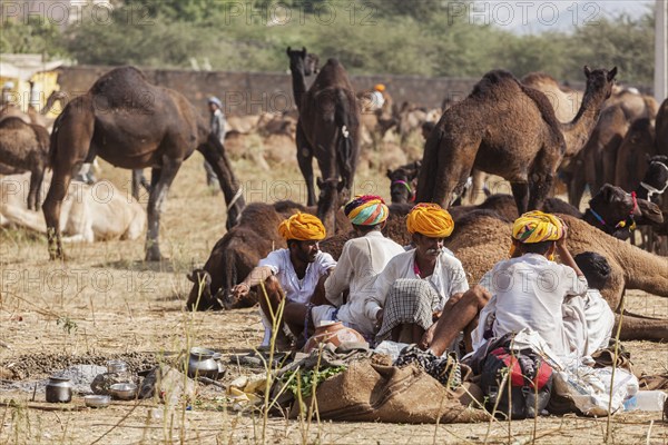 PUSHKAR, INDIA, NOVEMBER 21, 2012: Indian men and camels at Pushkar camel fair (Pushkar Mela), annual five-day camel and livestock fair, one of the world's largest camel fairs and tourist attraction