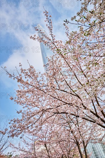 Blooming sakura cherry blossom branch with skyscraper building in background in spring, Seoul, South Korea, Asia