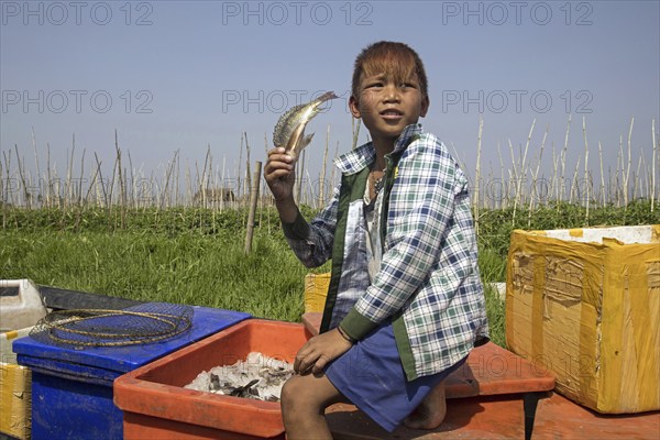 Young Burmese boy showing fresh catch in a small boat on the Inle Lake, Nyaungshwe, Shan State, Myanmar, Burma, Asia