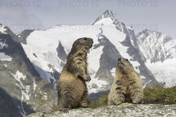 Alpine marmots (Marmota marmota) couple in front of the snow covered mountain Grossglockner, Hohe Tauern National Park, Carinthia, Austria, Europe