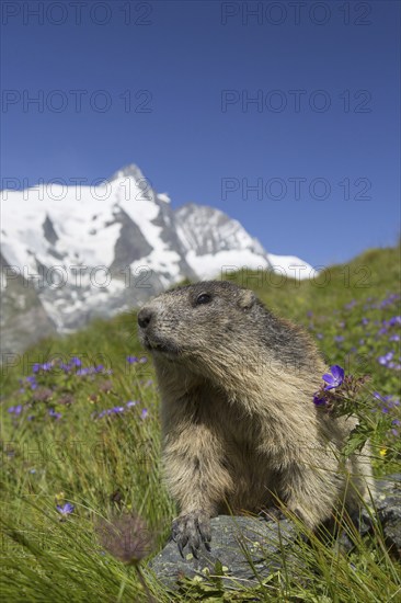 Alpine marmot (Marmota marmota) in front of the snow covered mountain Grossglockner, Hohe Tauern National Park, Carinthia, Austria, Europe