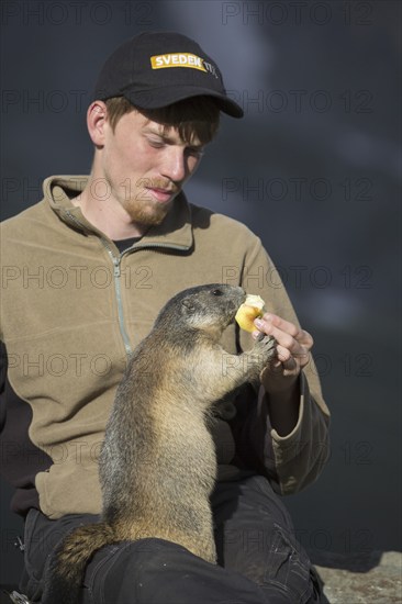 Tourist feeding apple to Alpine marmot (Marmota marmota) sitting on his lap in summer in the Alps | MR:yes Mats-Lasse-Kobbe