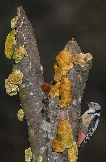 Middle Spotted Woodpecker (Leiopicus medius), on a tree trunk covered with mushrooms, beech, biosphere area, Swabian Alb, Baden-Württemberg, Germany, Europe