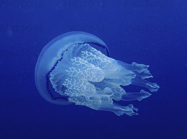 Barrel jellyfish (Rhizostoma pulmo) in front of a monochrome blue background, detachable, dive site Cap de Creus Marine Reserve, Rosas, Costa Brava, Spain, Mediterranean Sea, Europe