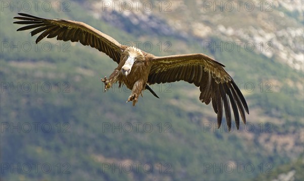 Griffon vulture (Gyps fulvus) approaching, Pyrenees, Catalonia, Spain, Europe