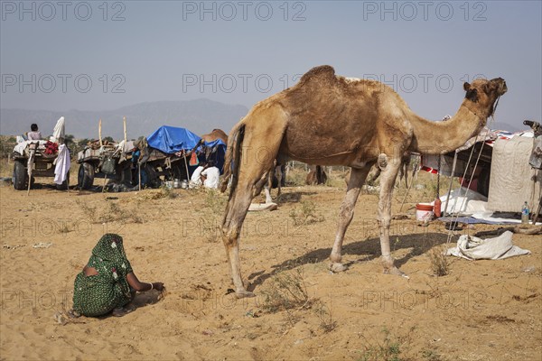 PUSHKAR, INDIA, NOVEMBER 20, 2012: Indian woman collecting camel camel dung for fire fuel at Pushkar camel fair (Pushkar Mela), annual five-day camel and livestock fair, one of the world's largest camel fairs and tourist attraction