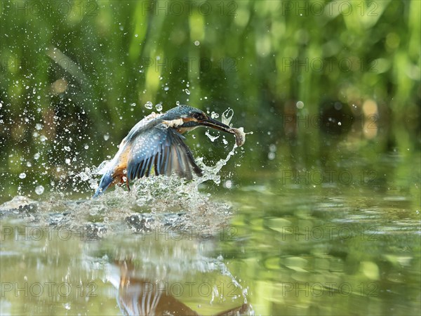 Common kingfisher (Alcedo atthis) fishing kingfisher flies up out of the water after hunting with the fish, North Rhine-Westphalia, Germany, Europe